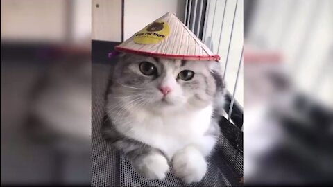 Cute and Funny Cat Videos Compilation #1