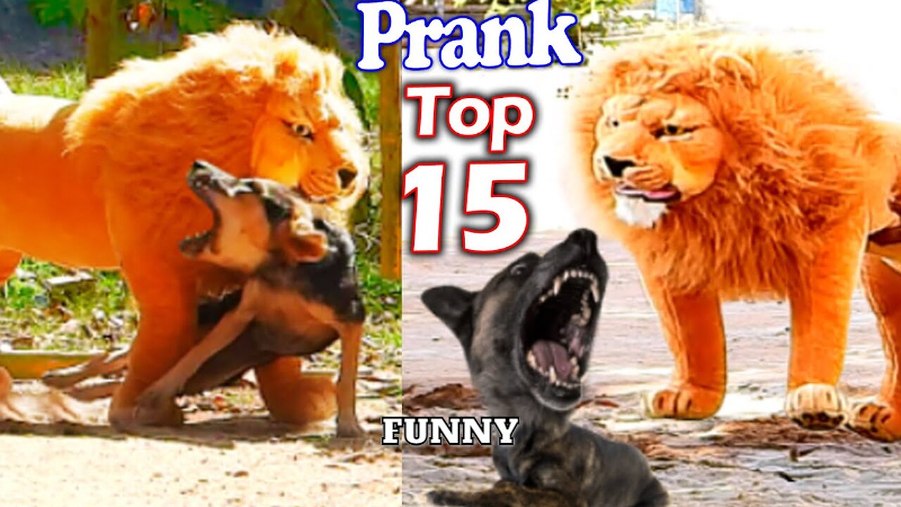 Troll Prank Dog Funny & fake Lion and Fake Tiger Prank To dog & Huge Box Prank to dog