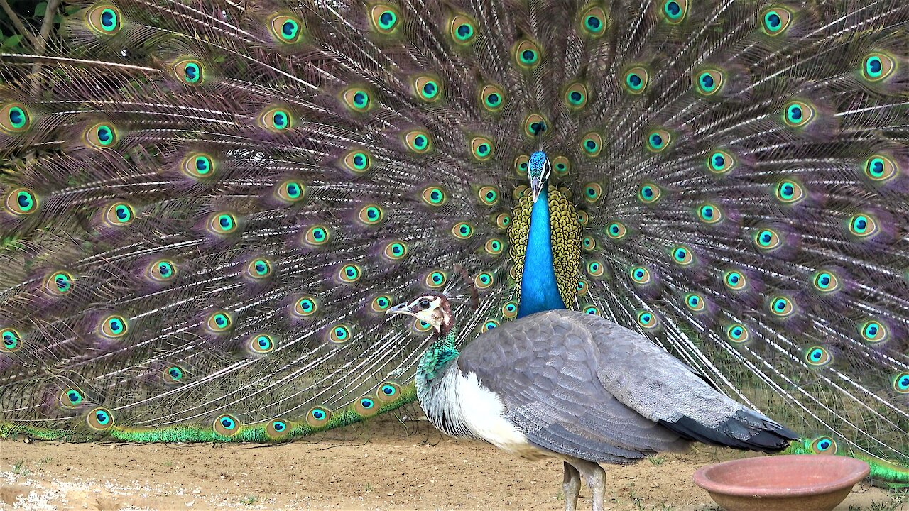Wild peacock impressively struts his stuff and shakes his tail feathers for the ladies