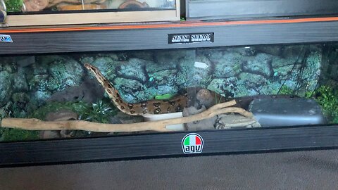 Boa/python video
