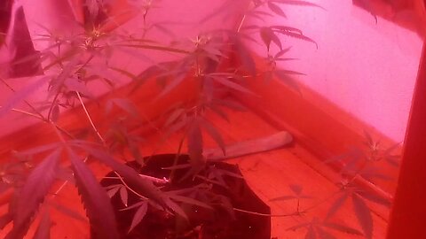closet grow white berry enters flowering