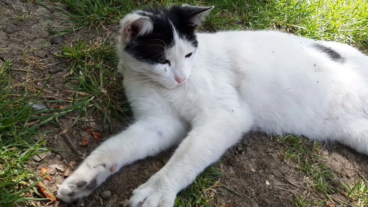 Kedinin gölgede keyif anı