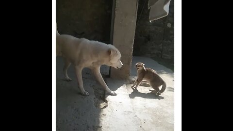 DOG VS CAT FIGHTING WHAT HAPPENED WHEN THEY FIGHT #shorts