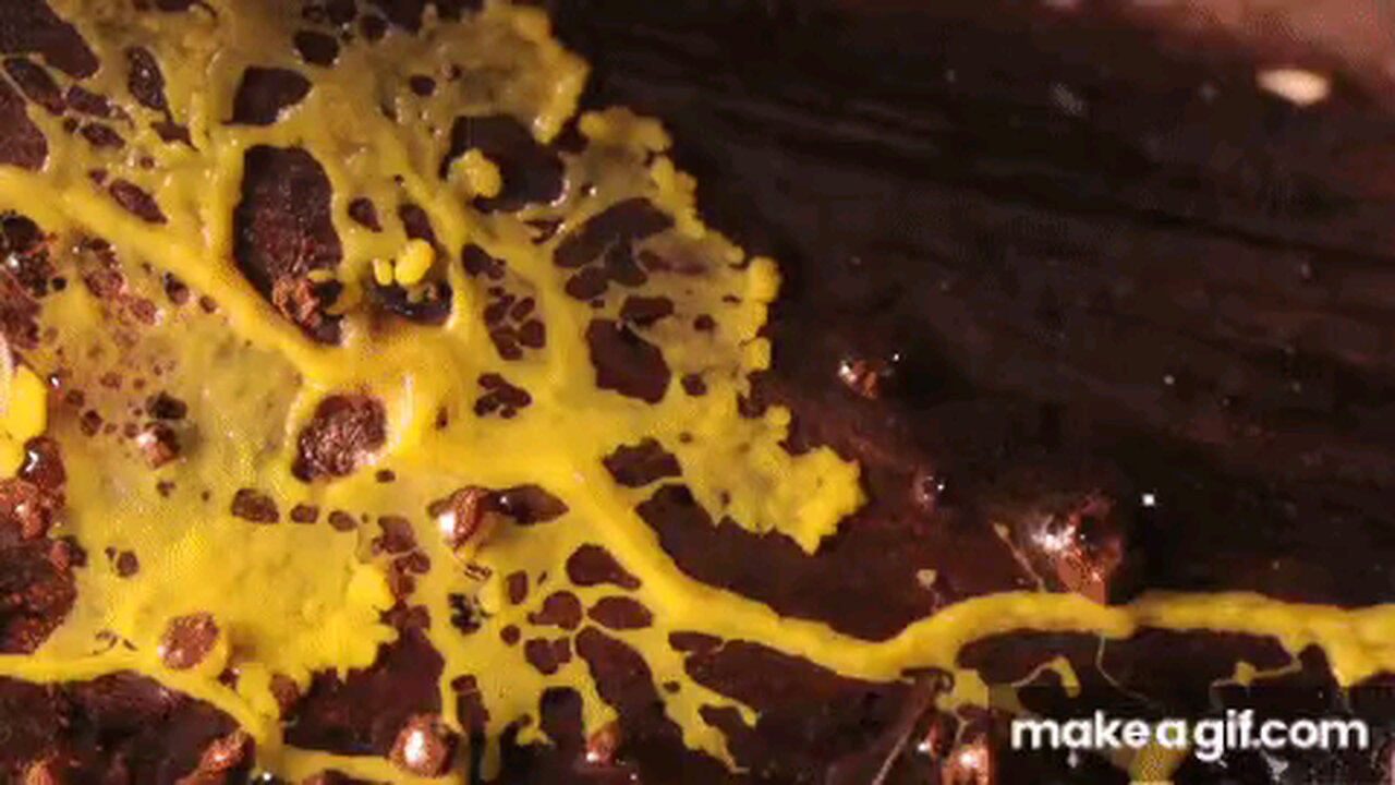 CORRUPTION DPREADS LIKE SLIME MOLD