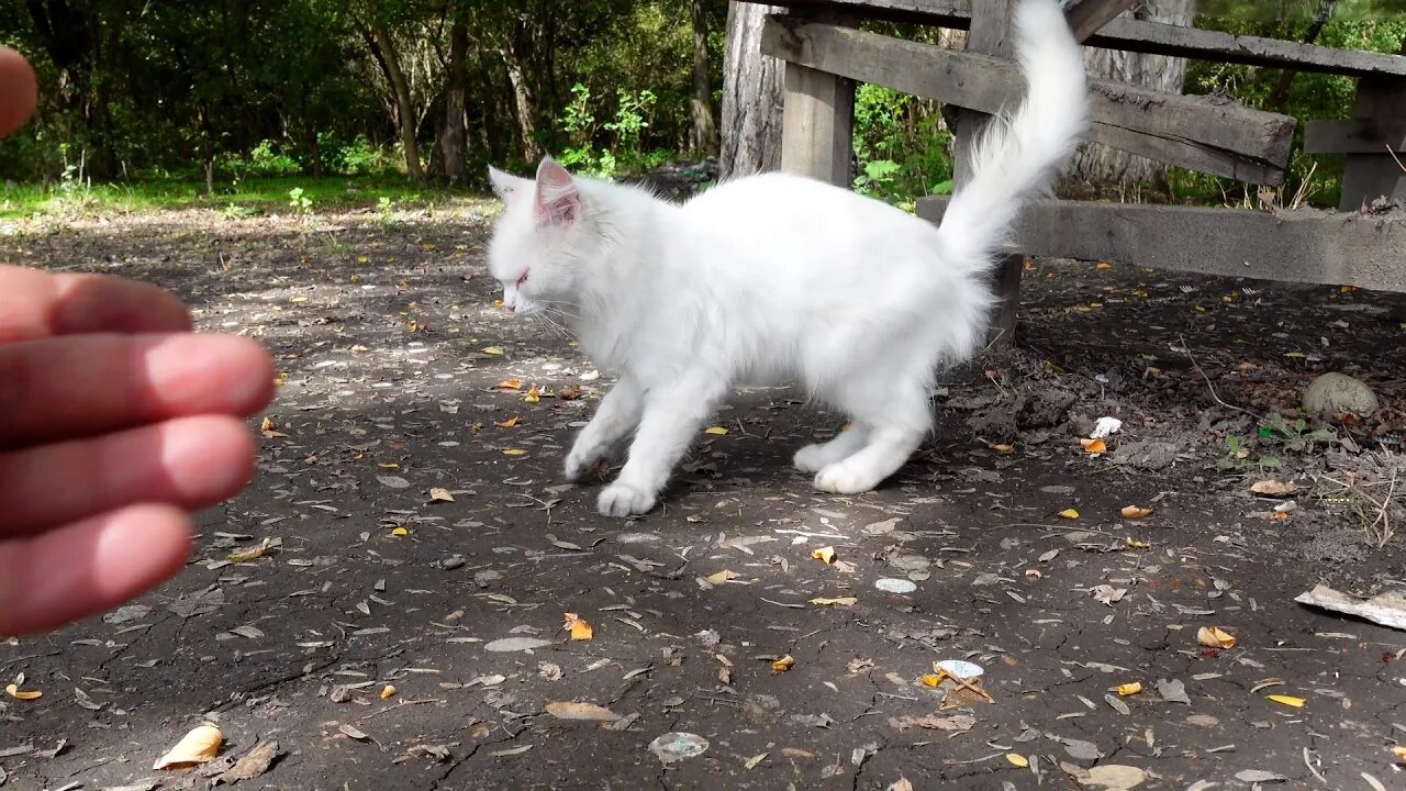 Белая кошка Живёт один в лесу