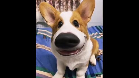 Funny dog video