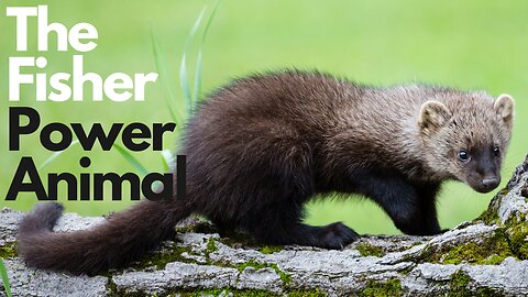 Fisher Power Animal