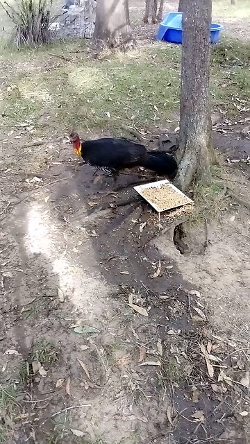 Where's Your Girl Sinatra?🤷🦃💕