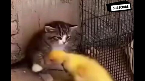 Cat and Duckling's fight👊👊