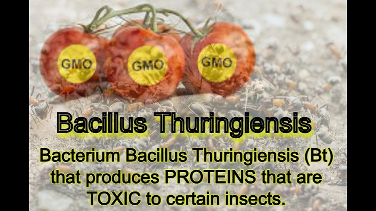 GMO - Bacillus thuringiensis