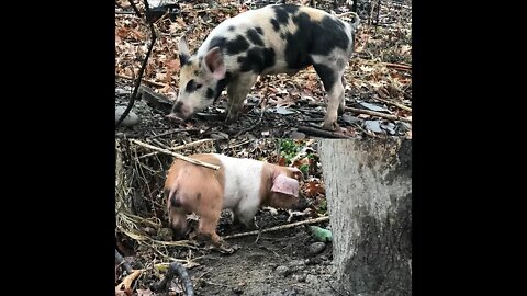 Pig Shelter Tour