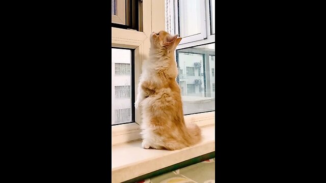 Funny cats compilation