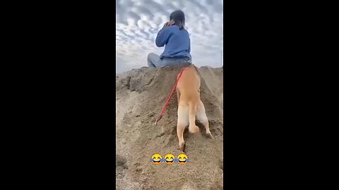Dog 🐕 😝