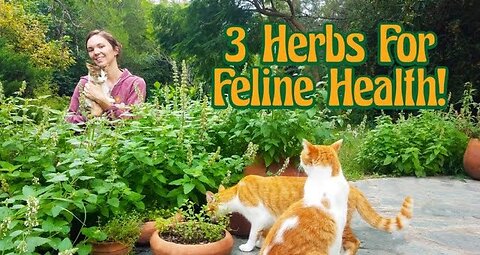 Herbal Remedies for Cats ~ Helping Nervous Kitties ~ Tea for Cats ~ Liver Detox with Plants