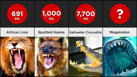 Comparison - Animals With The Strongest Bite Force