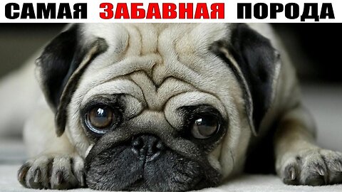 PUG IN SHOCK / FUNNIEST PUG / BEST /#pug