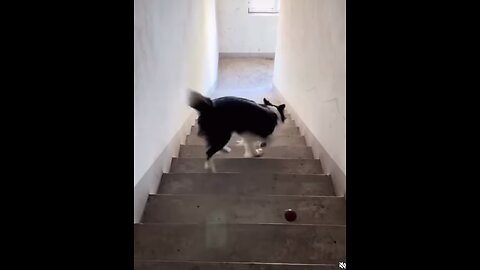 Dog play with ball