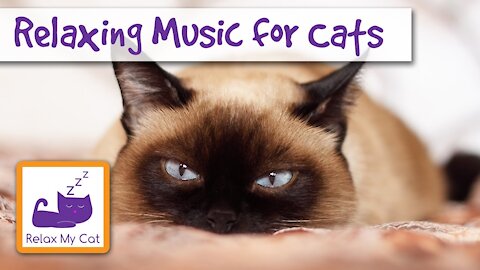 Cats and relax music