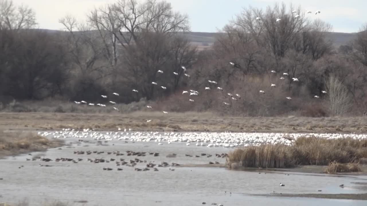 Snow geese migration provides a sign of spring at the Fort Boise Wildlife Management Area