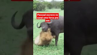 #animais selvagens #shorts #shorts video