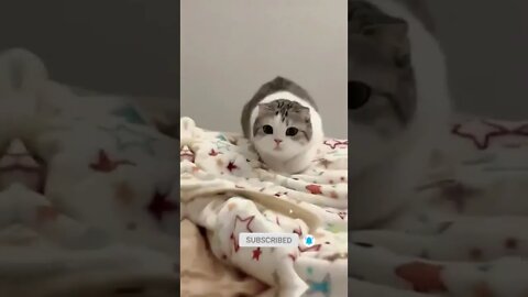 funny cat videos | cute cat videos| cute animals funny cats #shorts #shortsfunny #cutecat #funnycat