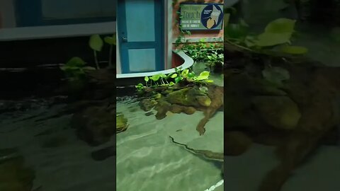 Georgia Aquarium #shorts