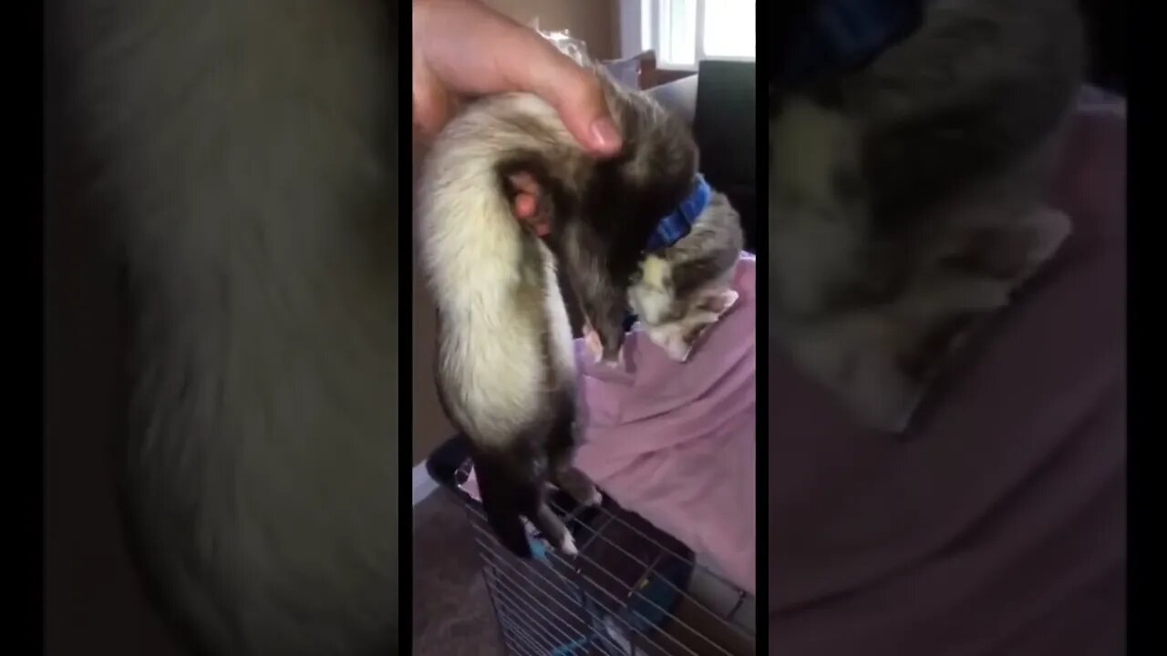 Funny Animals 171 funnycontent707