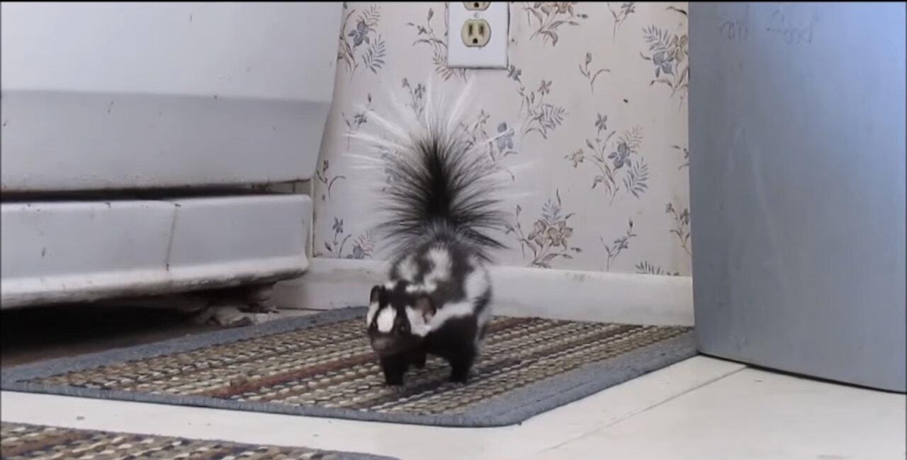 Baby Skunk is playing