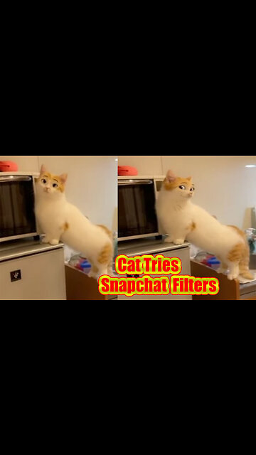 Cat tries Snapchat filters | Funny Cat