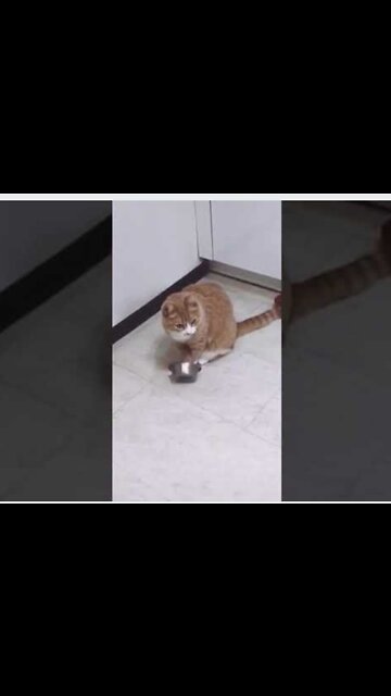 Angry Cat Asking For Food, Banging Bowl | FUNNY CAT VIDEOS