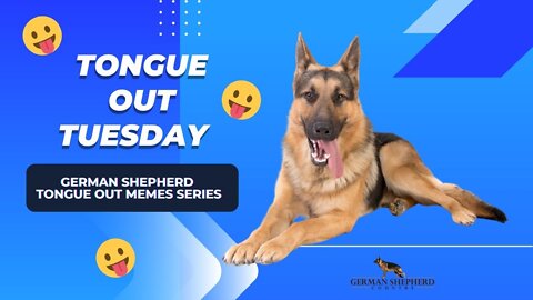 Tongue Out Tuesday 👅 Video #6 | German Shepherd Video