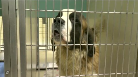 Over 100 animals rescued from Milwaukee home during search warrant; owner arrested