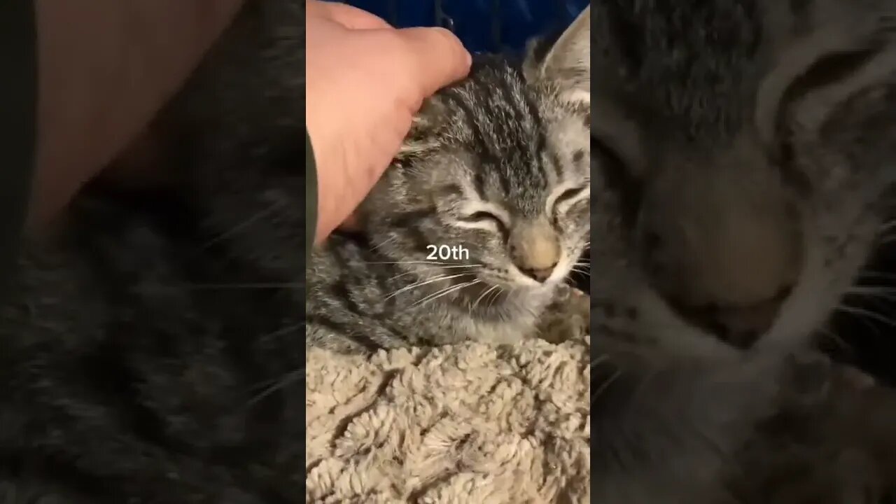 eu amo gatos #shorts