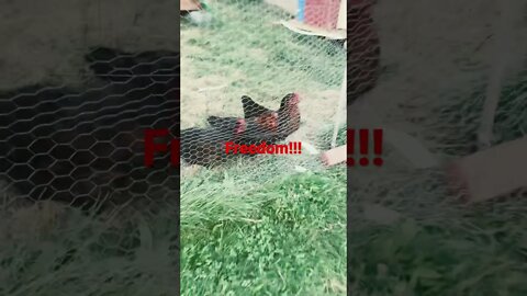 Freedom?!