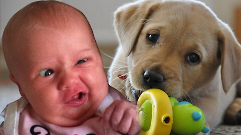 Hilarious Cute Babies Laughing at Dogs