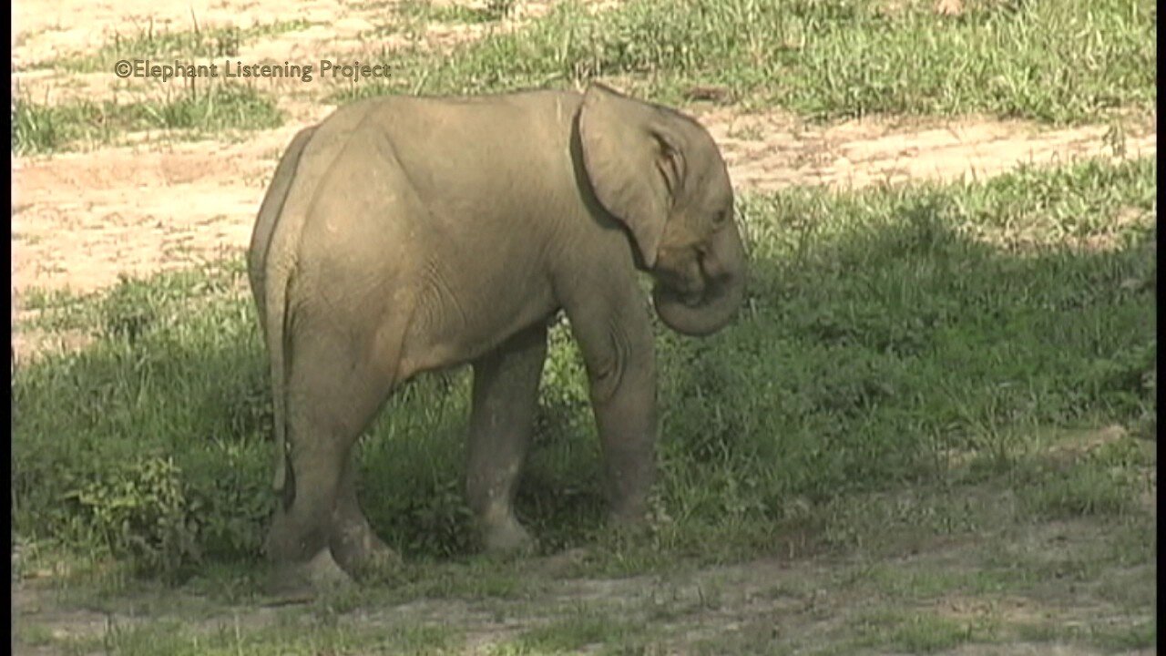 Elephant Calf Learning to Eat Grass