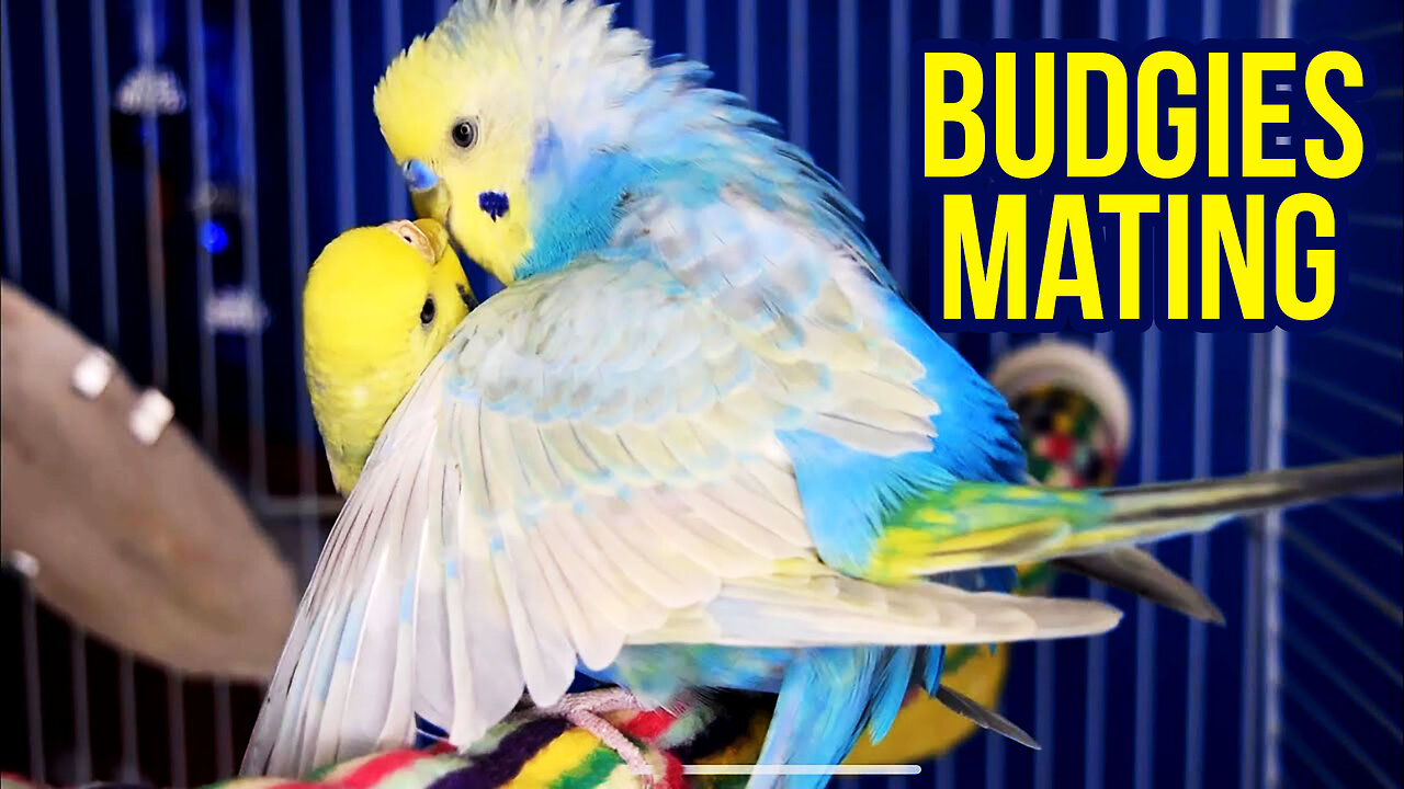 Budgies Mating