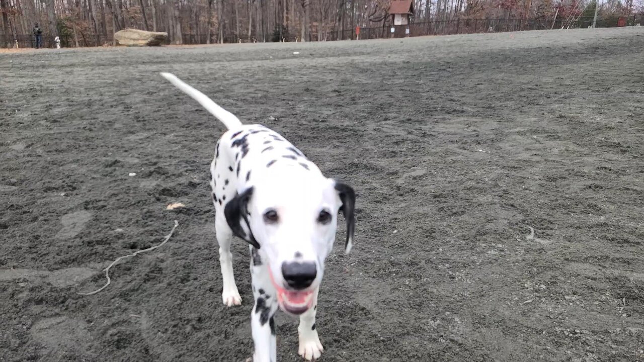 Hunter Luna Is Chasing A Dog!