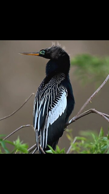 Can you know this bird 🧐 📛