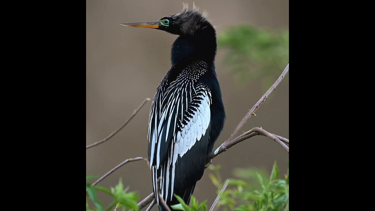 Can you know this bird 🧐 📛