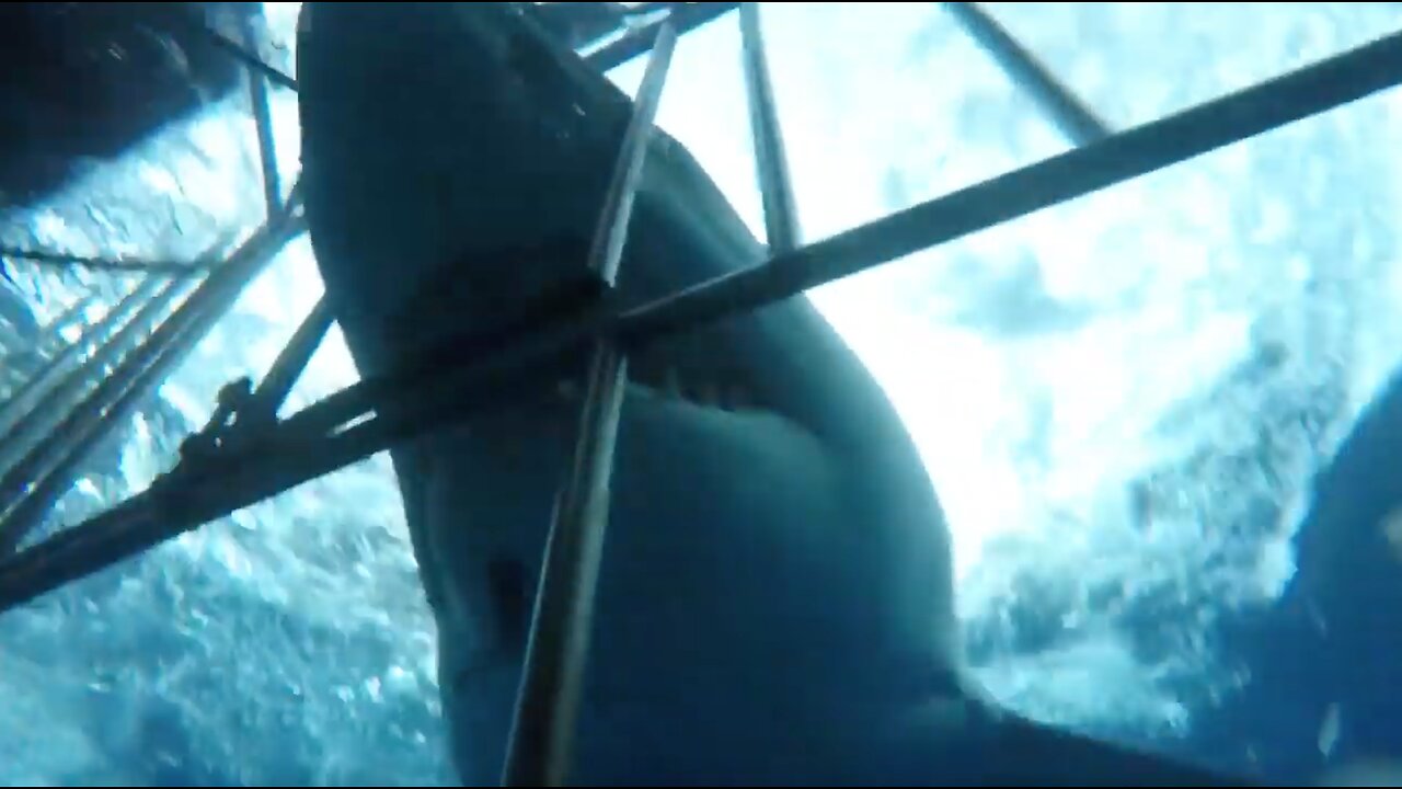 Cage Saved The Divers From Shark Attack