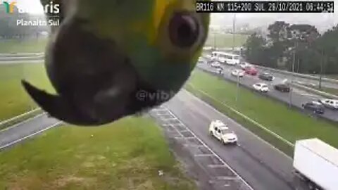 Parrot discovers how to be famous and go viral on the internet