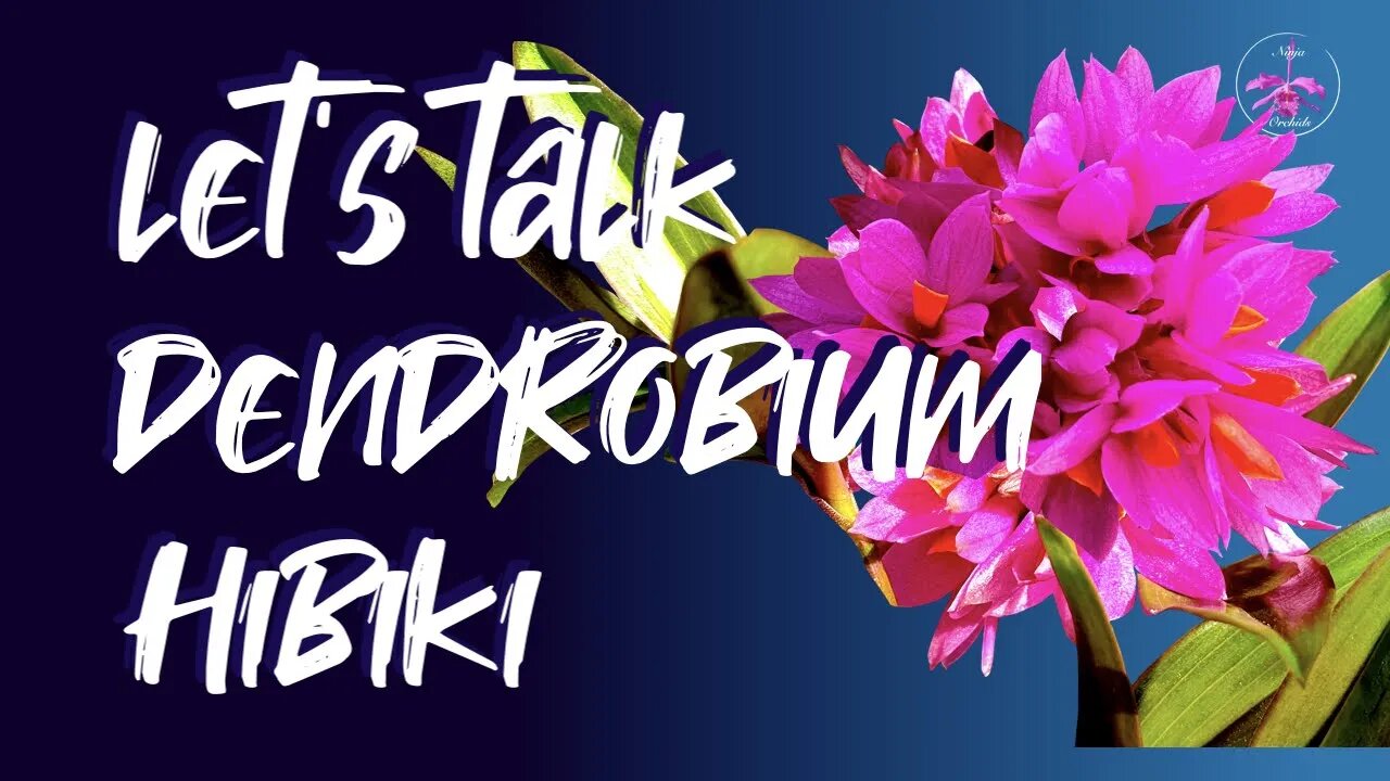 Let's Talk DENDROBIUM HIBIKI! My CARE, CULTURE & OBSERVATIONS! Thank you Gloria, for your request!