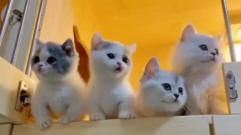 Very Funny Kittens, TRY NOT TO LAUGH... If You Can. See What They Do!