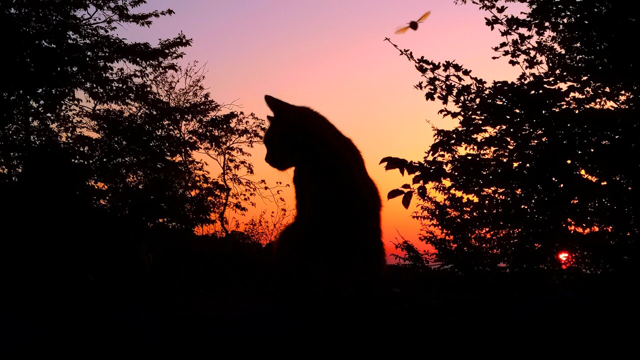 Hungry Stray Cats Meet the Food Lady at Dawn - Feeding Stray Cats