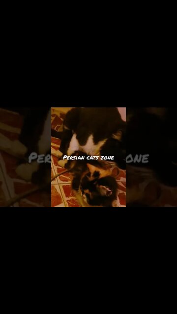 Persian Cats 🐱Cats Matting video 🐱 Oreo😺 Milo #youtubeshorts #cat #cutecat #matting #video