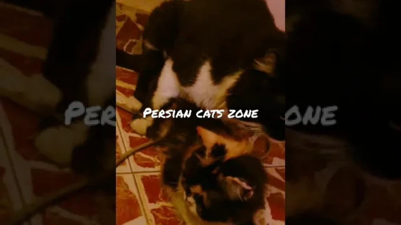 Persian Cats 🐱Cats Matting video 🐱 Oreo😺 Milo #youtubeshorts #cat #cutecat #matting #video