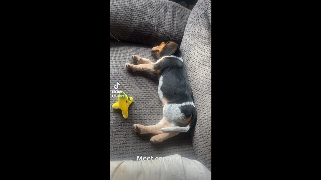 New puppy!!