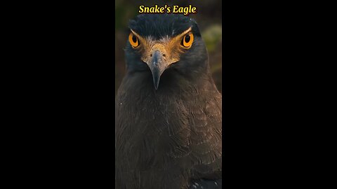 Snake's Eagle 🦅🦅🦅!!!