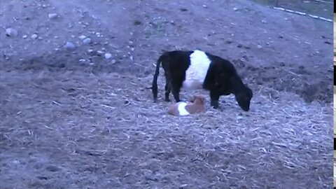 Belted Galloway about to give Birth with a Calf Helper. The Calf has NO CLUE what is happening